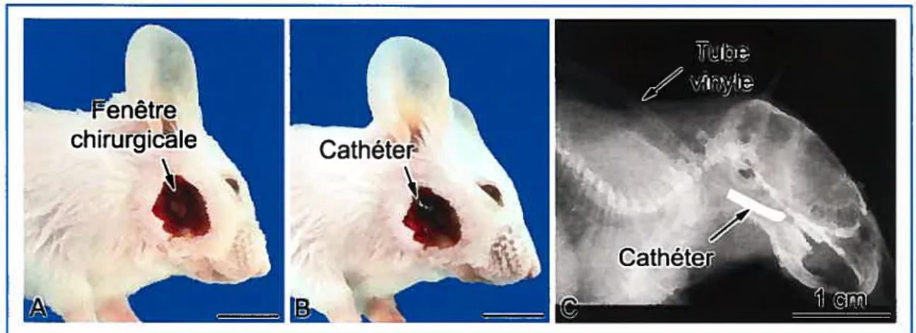 figure 3 : Laftnêtre chirurgicate adaptée à ta souris. (A, B) Notre approche chirurgicale a récemment été développée chez la souris