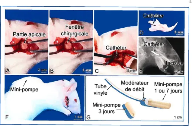 Figure 2: La fenêtre chirurgicale citez le rat. (A) Une incision verticale, suivant la direction des fibres musculaires, expose l’os de la mandibule au niveau de l’apex de la dent
