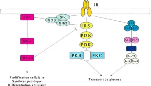 Figure 2: Les différentes voies de signalisation activées par l’insuline. L’insuline active une voie mitogénique responsable de la prolifération cellulaire, la synthèse protéique et la différentiation cellulaire
