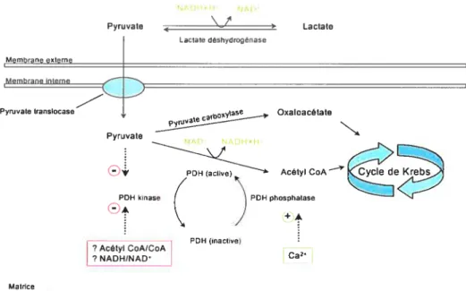 Figure 10 La régulation du métabolisme du pyruvate. Le puryvate peut emprunter trois voies distinctes selon le statut énergétique de la cellule