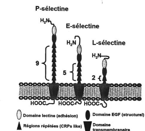 figure 2: Schématisation de la structure des sélectines (conception 1.-f. Théorêt).