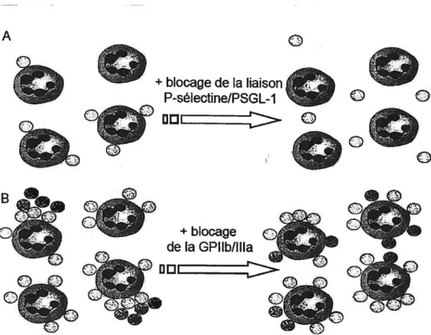 figure 7: Représentation de la cinétique de liaison entie les plaquettes et les neutrophiles ainsi que des principaux mécanismes y étant impliqués
