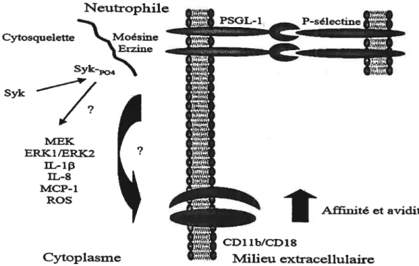 Figure 8: Diagranune représentant tes voies de signalisation déclenchées dans les neutrophiles suite à la liaison de la P-sélectine au PSGL-l