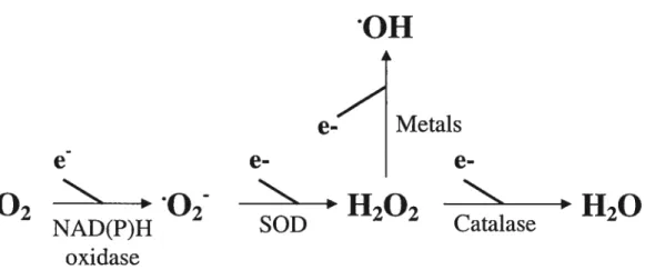 figure 1.1: Simplified scheme showing key steps in the production of reactive oxygen species (ROS)