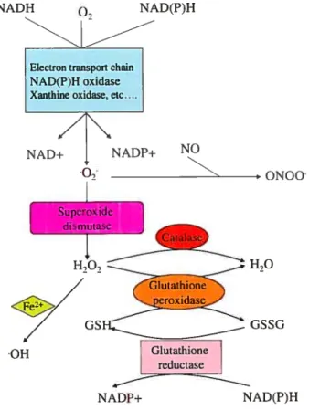 Figure 1.2: Production and elimination of 02 and H202. 02 can undergo dismutation by superoxide dismutase (SOD) to produce H202