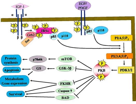 Figure 1.5: Schematic modet showing the signaling cascade induced by receptor tyrosine kinases leading to PKB activation