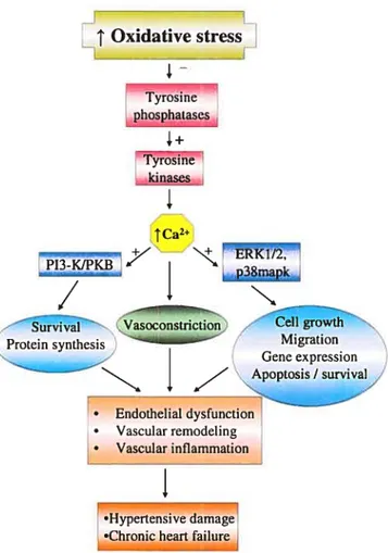 Figure 1.6: Scheme summarizing the major ROS-induced signalïng pathways that are responsible of their pathological effects