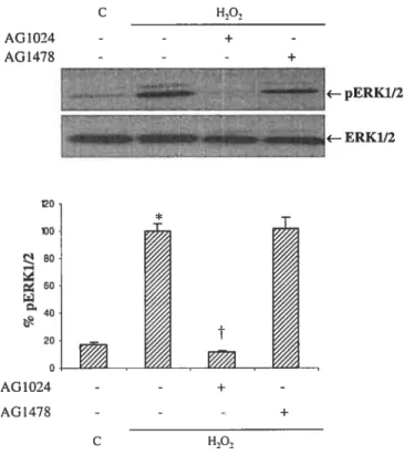 figure 3.7: Effect of AG147$ and AG1024 on 11202-induced ERKT/2 phosphorylation in AlO VSMC