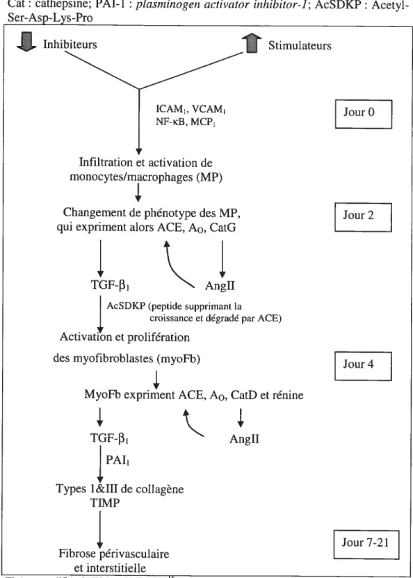 Figure 4 : Mécanismes d’activation de la fibrose périvasculaire et