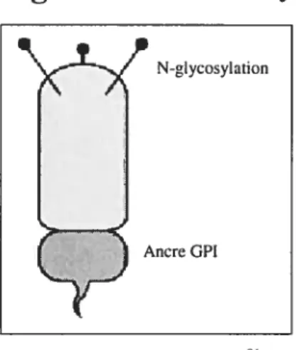 Figure 6 : Protéine Thy-1 à ancre GPI