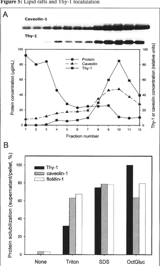 Figure 5: Lipid rafts and Thy-1 localization A B 100-JE80O)Co60Coc40ooCci)920ûo 100 w û 3-