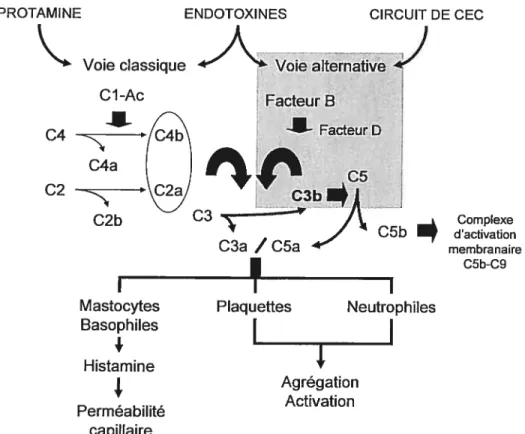 Figure 2. Rôle du complément activé dans la réaction inflammatoire associée à la CEC. Les endototoxines et la protamine activent la voie classique du complément, alors que les endotoxines et le contact avec le circuit de CEC activent la voie alternative