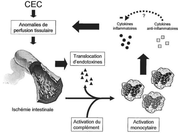 Figure 3. Relation entre les endotoxines et la production de cytokines lors de la CEC