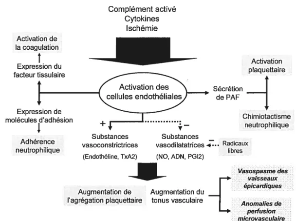 Figure 4. Conséquences de l’activation des cellules endothéliales lors de la CEC. Les zones grises