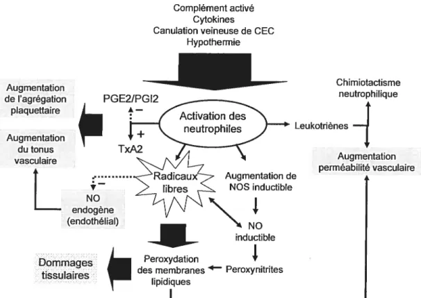 Figure 5. Conséquences de l’activation des neutrophiles lors de la CEC. Les zones grises marquent les interactions avec les autres types de cellules inflammatoires