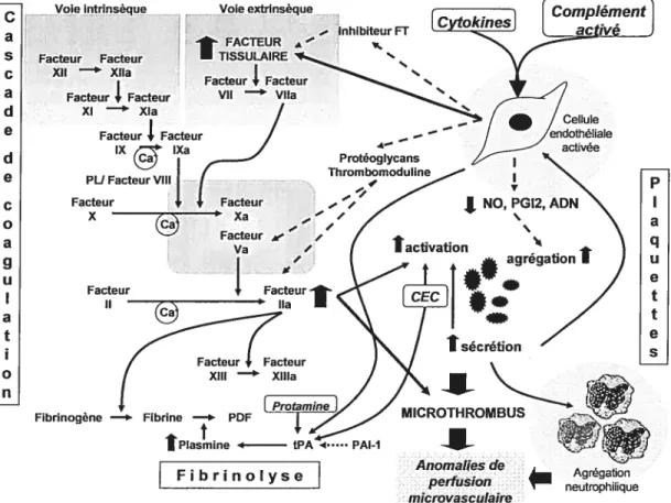 Figure 6. Interactions entre les composantes du système de coagulation, les cellules endothéliales et les neutrophiles lors de la CEC