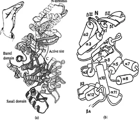 figure 1. Structure of . cou Ri Protein