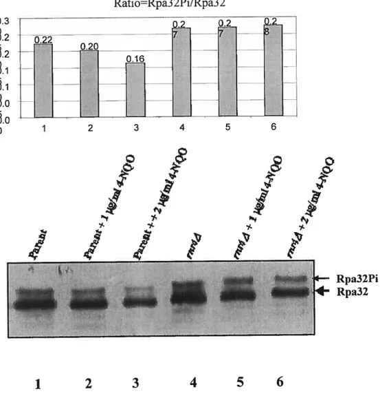 Figure 8. Western blot detection of Rpa32 phosphalation