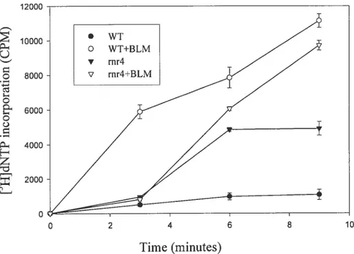 figure 9. In vitro incorporation of jmethyl-3H] dTTP