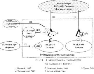 Figure 4 — Modèle des neurones et récepteurs impliqués dans la modulation du