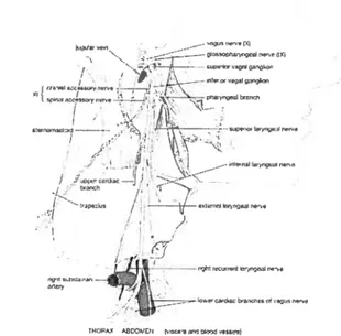 Figure 6 - Schéma illustrant l’anatomie des nerfs glosso-pharyngien et vague. Figure modifiée à partir de MacKimion et aÏ., 2005 [76].