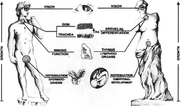 Figure 1.2: Implications de la vitamine A chez l’humain (Ross et coil., 2000).