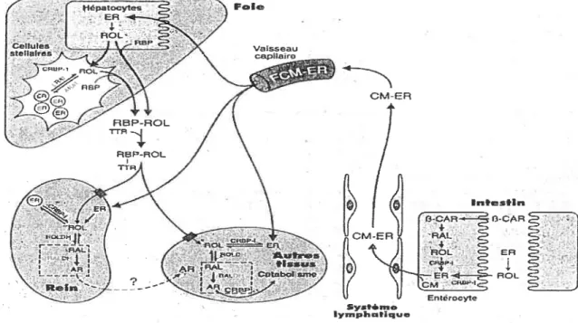 Figure 1.3 : Métabolisme de la vitamine A (Labrecque et coÏl., 1997)