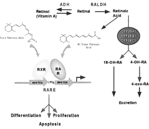 Figure 1.7: Régulation de gènes par l’AR via les récepteurs RAR et RXR. (http ://meds.queensu.ca/qcri/petkovichlripmp.htm)