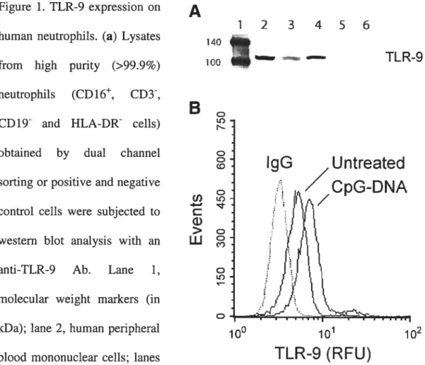Figure 1. TLR-9 expression on A