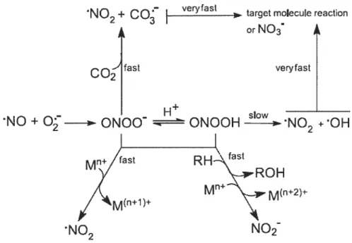 Figure 4. Vue d’ensemble des processus réactionnels de l’ONOO. L’ONOO est formé par la réaction entre l’oxyde nitrique et le superoxyde