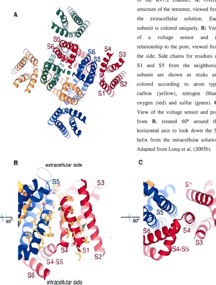 Figure 11: Pore and voltage sensors of the Kv 1.2 channel. A: Overail structure of the tetramer, viewed from the extracellular solution