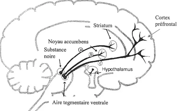 Figure II: Les principaux systèmes dopaminergiques : origine et projections