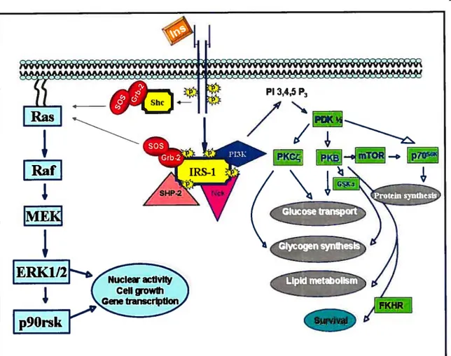 Figure 3: Schematic model showing key elements of the insulin-signaling cascade Insulin (Ins) -induced tyrosine pliosphorylation and activation of insulin receptor substrates (IRSs) by the protein tyrosine kinase (PTK) of -subunits lead to recruitment of S