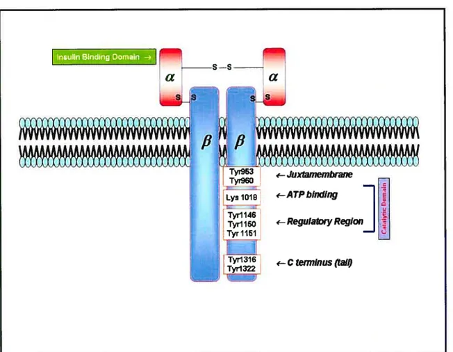 Figure 4: Structure of the insulin receptor