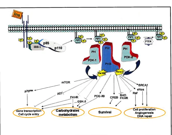 Figure 6: Schematic representation of PKB activation and its physiological role