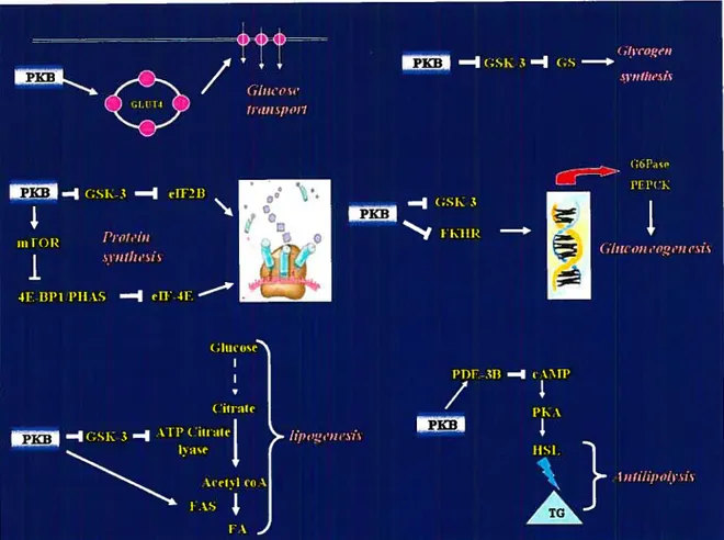 Figure 7: Recapitulative schema showing a rote of PKB in the regutation of