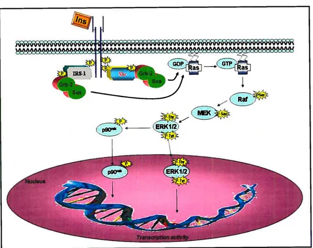Figure 8: Schematic diagram showing key steps involved in insulin-induced activation of ERK1/2