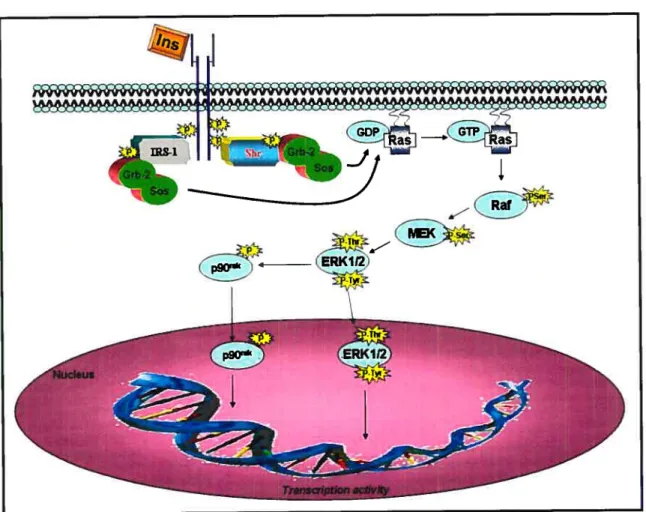 Figure 8: Schematic diagram showing key steps involved in insulin-induced activation of ERK1/2