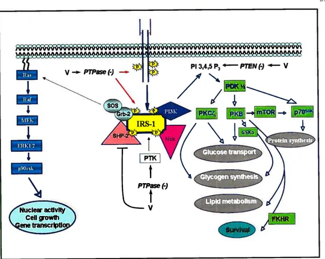 Figure 9: Schematic model showing potential targets of vanadium (V) action in relation to the insulin-signaling cascade