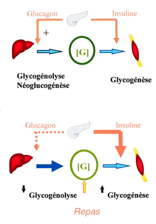 Figure C: Régulation de la glycémie en période de jeûne ta.) et en période post prandiale (b.) où [G] représente le glucose