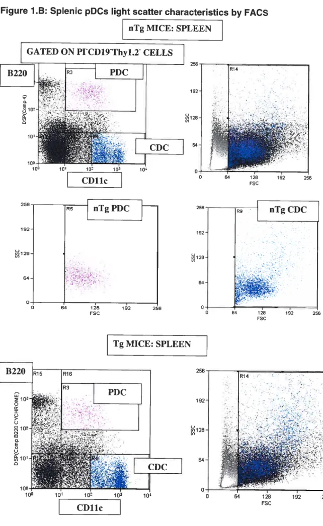 Figure 1.8: Splenic pDCs light scatter characteristics by FACS