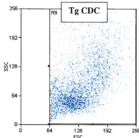 Figure 1 .C: Giemsa staining: PDC morphology