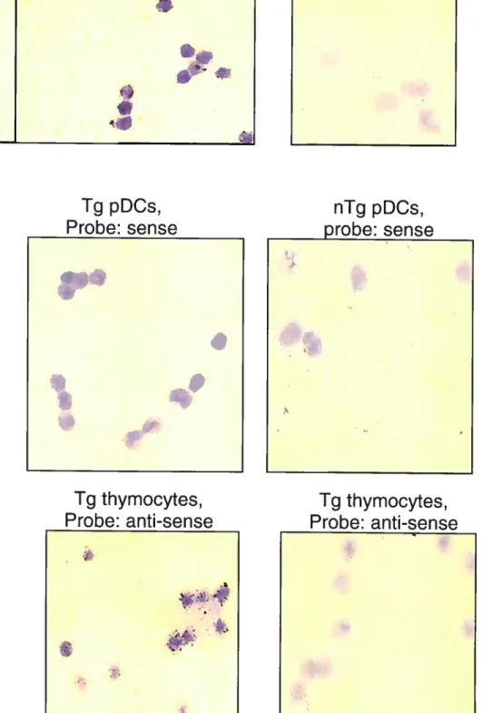 FIGURE 3: TRANSGENE EXPRESSION IN PDC