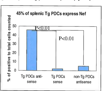 Figure 3.B: Transgene expressing pDCs in Spleen (by ISH)