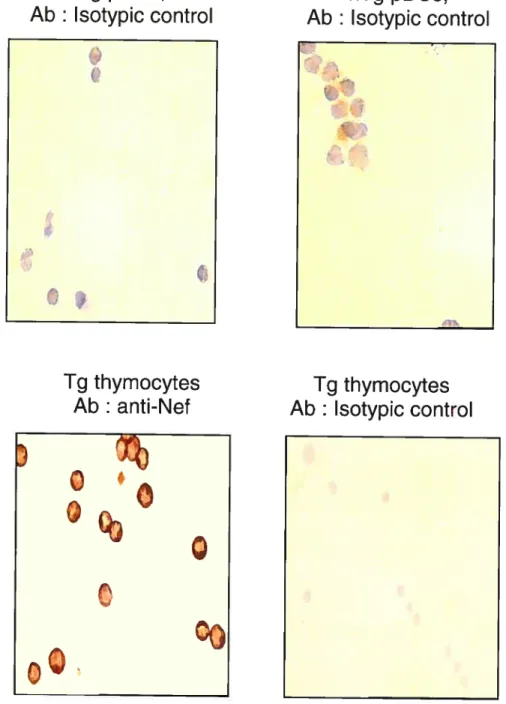 Figure 3D. PDCs transgene expression by FACS
