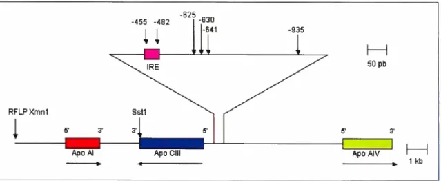 Figure 6. Localisation des polymorphismes du gène APOC3 et organisation du regroupement APO A1/C3/A4