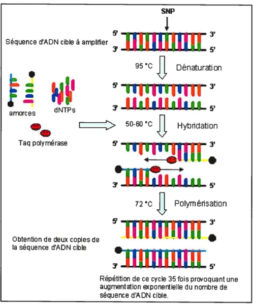 Figure 7. Amplification de séquences d’ADN cible selon la technique d’amplification en chaîne par polymérase (PCR)