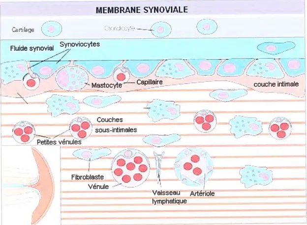 Figure 3 Morphologie d’une membrane synoviale montrant les couches