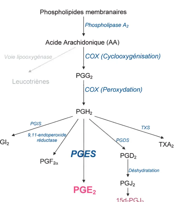 Figure 6 Voies de biosynthèse des PGs à partir de 1’AA.PGISPGH2PESPGD2PGF2 4Déshdratation o