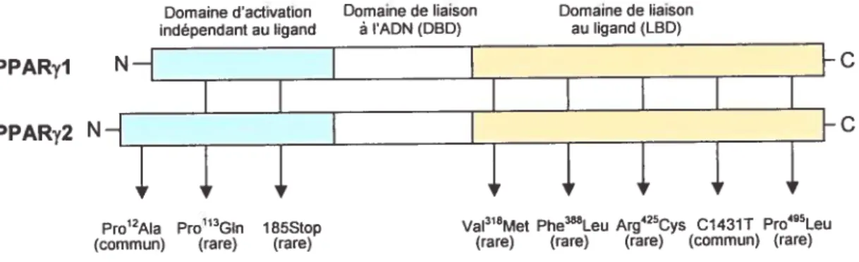 Figure 9 Représentation schématique de la structure secondaire et des polymorphismes du gène de PPARy (modifiée de Knouff et Auwerx, 2004).